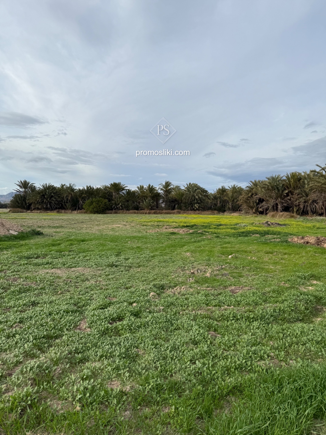 Land in Catral, Catral - Imagen 3